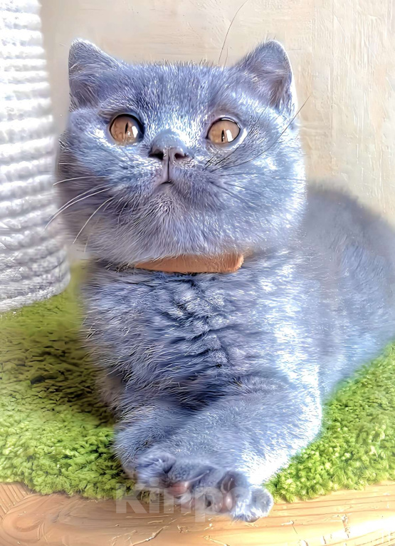 Кошки в Москве: Британские к/ш голубые котята  Мальчик, Бесплатно - фото 7