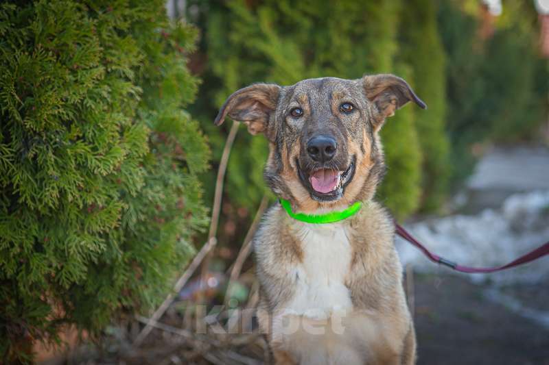 Собаки в Москве: Мудрая и понимающая малышка Молли в добрые руки Девочка, Бесплатно - фото 4