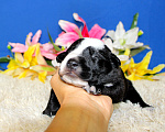 Собаки в Москве: Ксолоитцкуинтли в шерсти Девочка, 20 000 руб. - фото 7