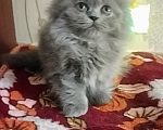 Кошки в Краснодаре: Персидские котята  Девочка, 3 000 руб. - фото 7