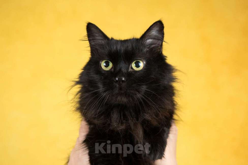 Кошки в Москве: Кошечка Манюня ищет дом Девочка, 1 руб. - фото 3