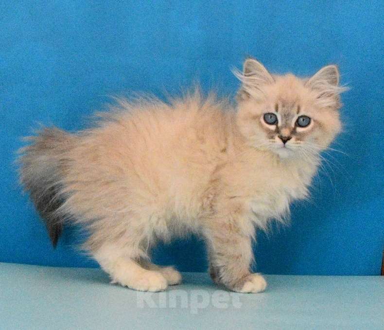 Кошки в Москве: Синеглазый красавчик Парамон Мальчик, Бесплатно - фото 7