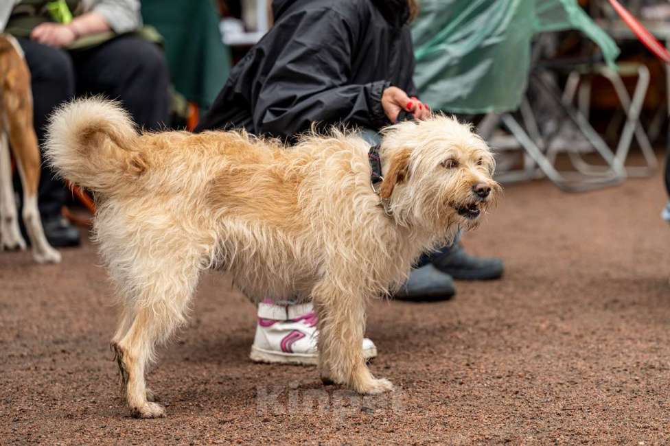 Собаки в Санкт-Петербурге: Очень красивая маленькая собачка Девочка, Бесплатно - фото 10
