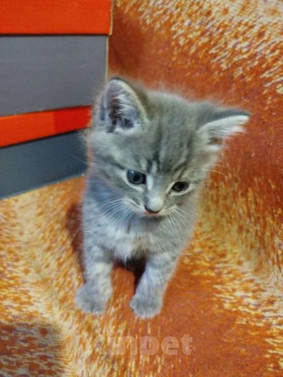 Кошки в Калуге: Котята в хорошие руки Мальчик, Бесплатно - фото 3