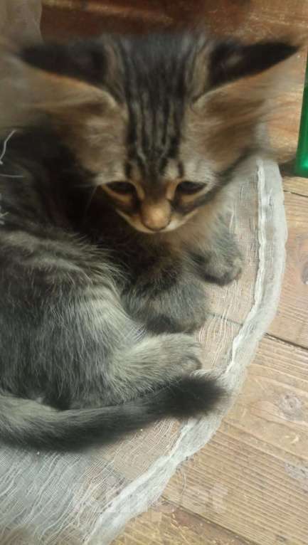 Кошки в Москве: Пушистые котята в добрые руки Мальчик, 1 руб. - фото 2