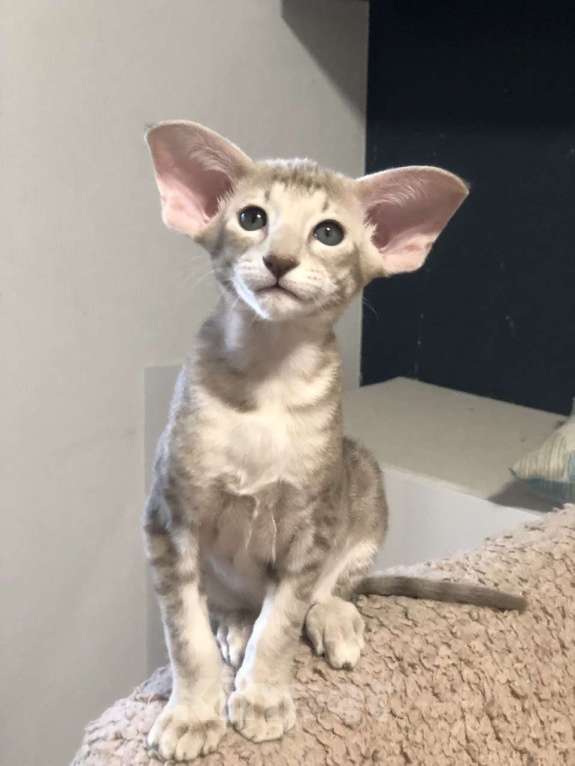 Кошки в Санкт-Петербурге: Кот на вязку Мальчик, 20 000 руб. - фото 4