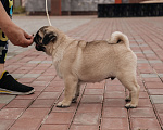 Собаки в Симферополе: щенки мопса Мальчик, Бесплатно - фото 2
