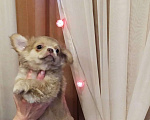 Собаки в Москве: лиловый чихуахуа д-ш мальчик Мальчик, 45 000 руб. - фото 5