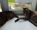 Кошки в Полевском: В добрые руки котика Бонифация Мальчик, Бесплатно - фото 4