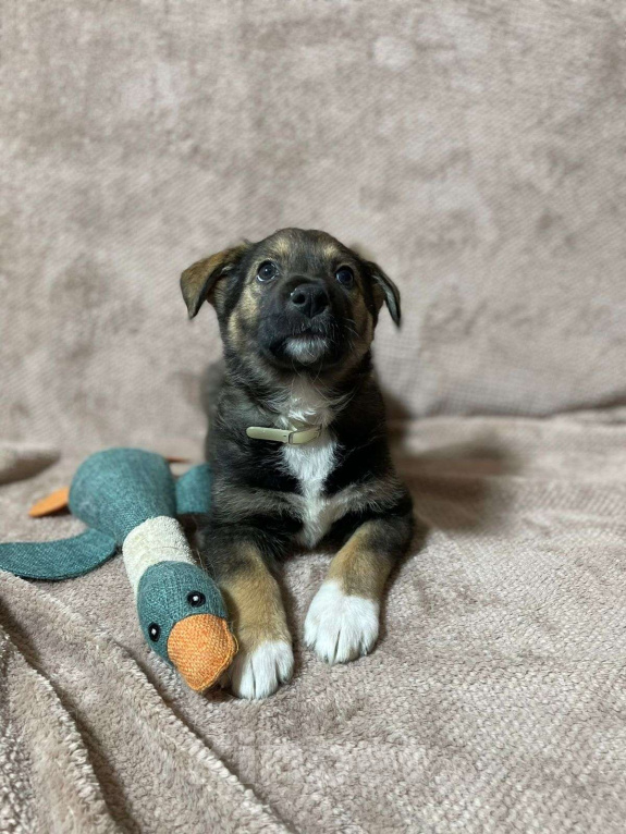 Собаки в Новосибирске: Щенок девочка в добрые руки  Девочка, Бесплатно - фото 3