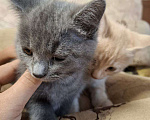 Кошки в Воронеже: Ласковый, игривый котенок в добрые руки Мальчик, Бесплатно - фото 5