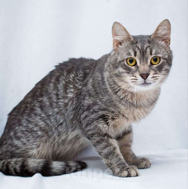 Кошки в Москве: Ласковый серебристый котик грустит взаперти 💔 Мальчик, Бесплатно - фото 4