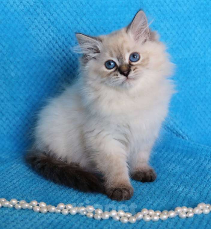 Кошки в Москве: Котик Добрыня Мальчик, 50 000 руб. - фото 5