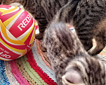 Кошки в Курске: Котёнок кошечка отдам Девочка, Бесплатно - фото 2