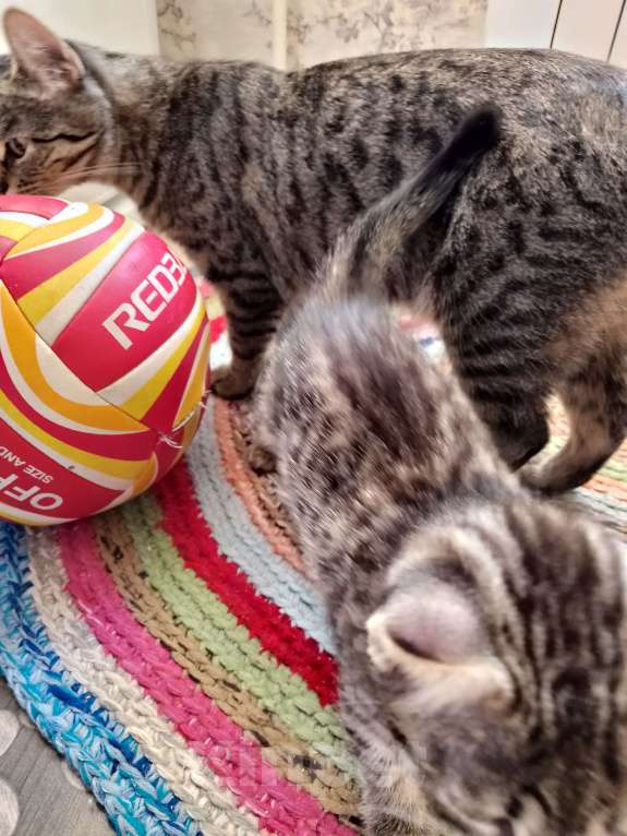 Кошки в Курске: Котёнок кошечка отдам Девочка, Бесплатно - фото 2