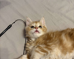 Кошки в Реутове: Котенок Полидакт Девочка, 15 000 руб. - фото 2