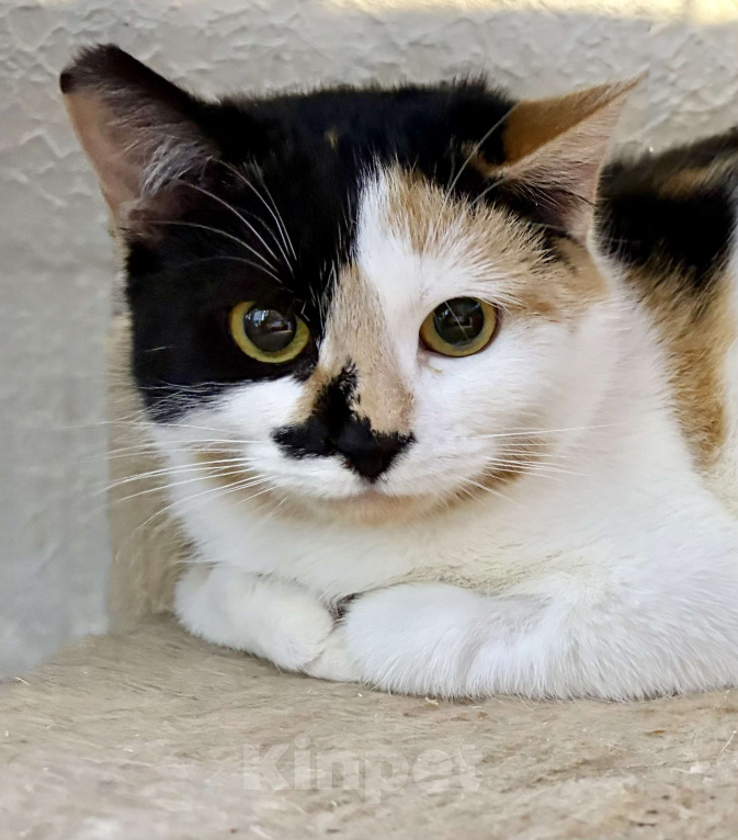 Кошки в Санкт-Петербурге: Кошечка подросток Тосенька.  Девочка, Бесплатно - фото 1