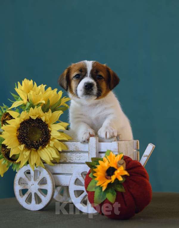 Собаки в Калининграде: Щенки джек рассел терьера Девочка, 60 000 руб. - фото 2