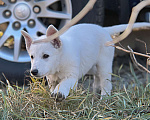Собаки в Екатеринбурге: Щенок Белой Щвейцарской овчарки девочка К/Ш Девочка, 50 000 руб. - фото 1