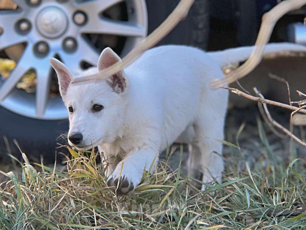 Собаки в Екатеринбурге: Щенок Белой Щвейцарской овчарки девочка К/Ш Девочка, 50 000 руб. - фото 1