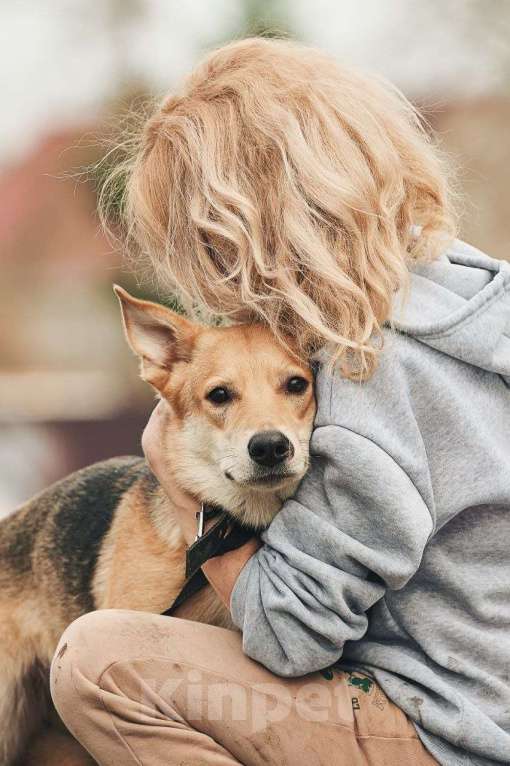 Собаки в Лосином-Петровском: Дакота валентинка в добрые руки Девочка, Бесплатно - фото 7