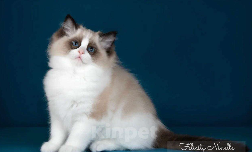 Кошки в Москве: Рэгдолл котята  Мальчик, 200 000 руб. - фото 1