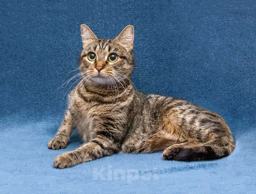 Кошки в Москве: Малышка Муся ищет дом и любящее сердце Девочка, Бесплатно - фото 6