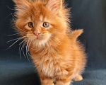 Кошки в Санкт-Петербурге: котенок мейн кун Мальчик, Бесплатно - фото 2