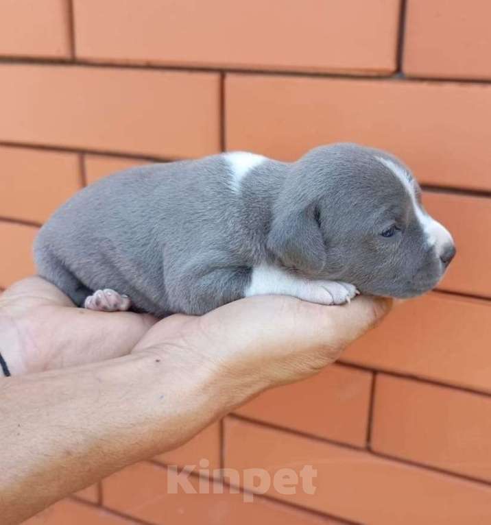 Собаки в Краснодаре: Щенки  Амстафф от питомника  Асти Аврора Девочка, 70 000 руб. - фото 2