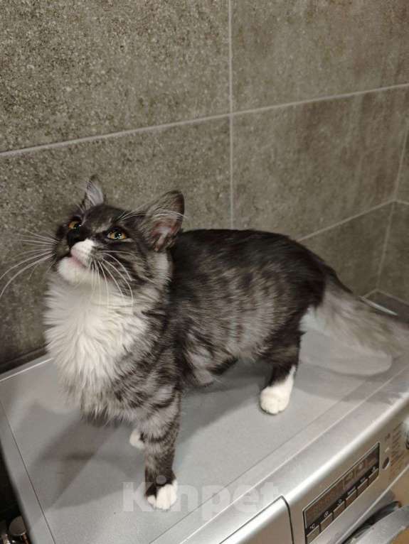 Кошки в Москве: Котенок Граф - в добрые руки. Мальчик, Бесплатно - фото 2
