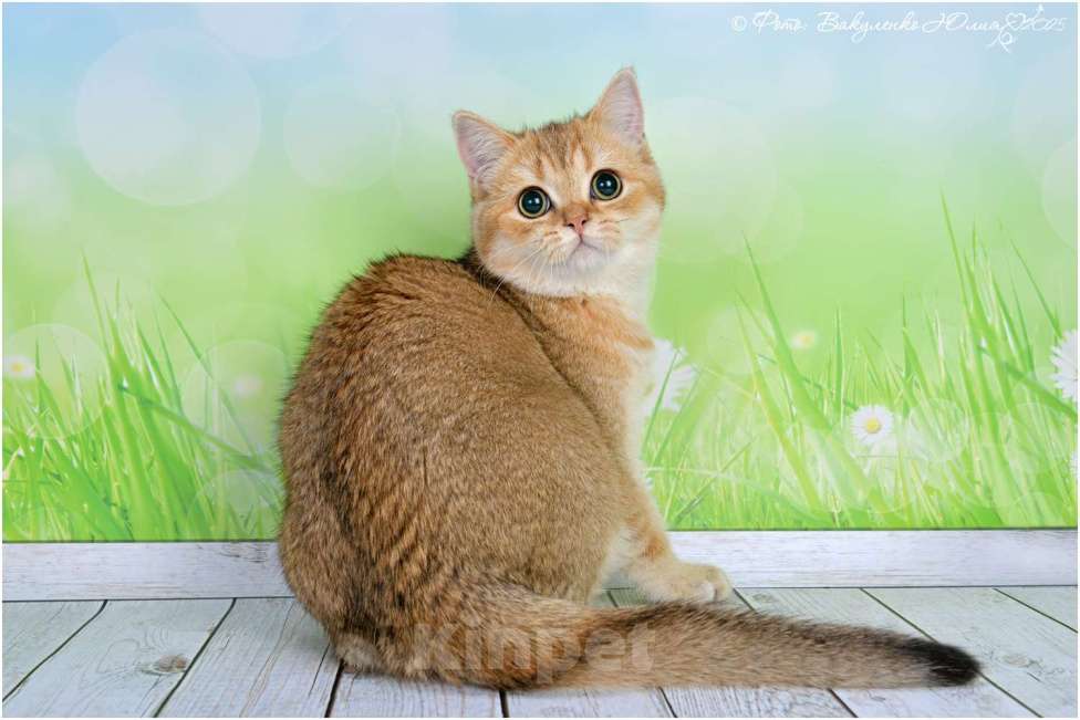 Кошки в Воронеже: Золотая шиншилла  Мальчик, 45 000 руб. - фото 1