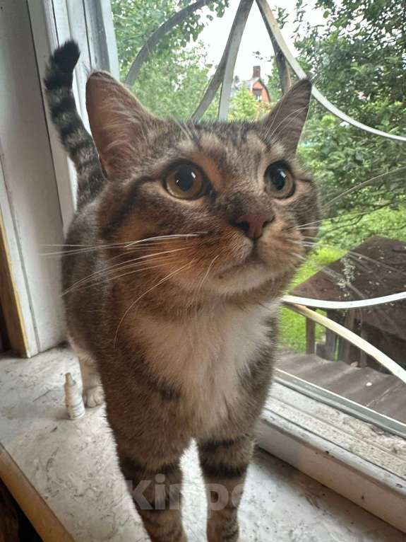 Кошки в других городах Московской области: Кот Василий ищет дом и семью  Мальчик, Бесплатно - фото 6