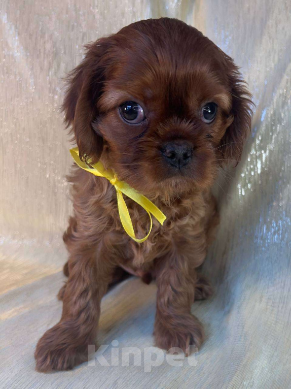 Собаки в Иваново: Шикарный рубинчик Мальчик, Бесплатно - фото 4