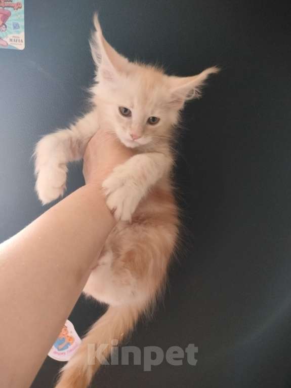 Кошки в Санкт-Петербурге: Купер Мальчик, 40 000 руб. - фото 3