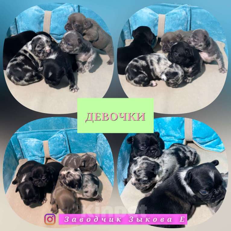 Собаки в Нижнем Новгороде: Щенки французского бульдога. Мальчик, Бесплатно - фото 9