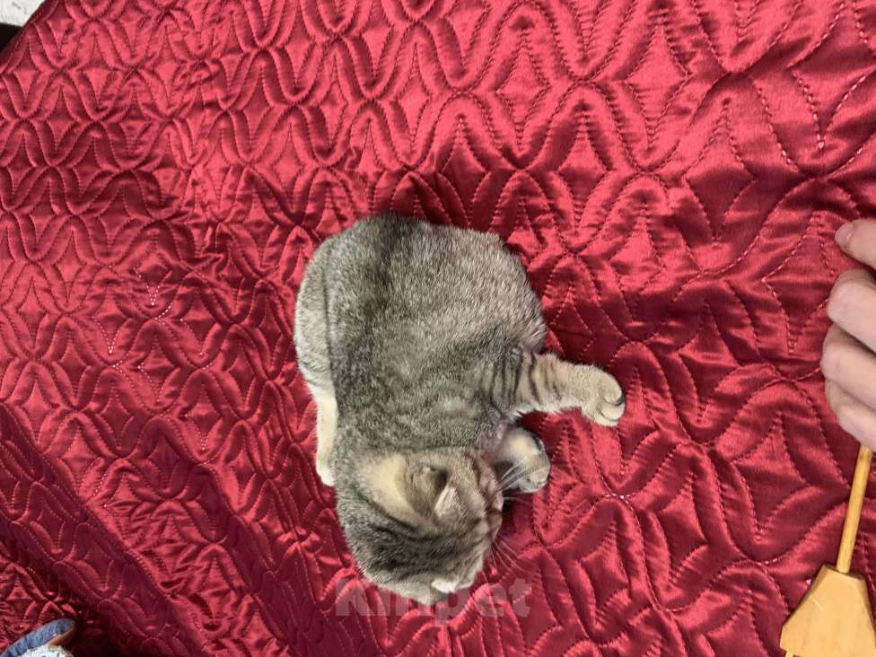 Кошки в Санкт-Петербурге: Шотландская короткошорстная Девочка, 20 000 руб. - фото 10