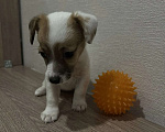 Собаки в Красноярске: Щенок джек Рассел терьер девочка Девочка, 18 000 руб. - фото 4