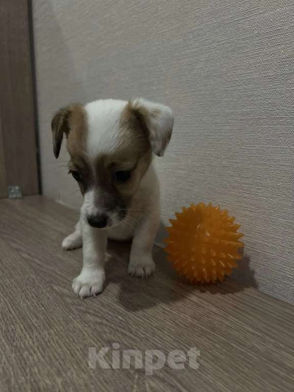 Собаки в Красноярске: Щенок джек Рассел терьер девочка Девочка, 18 000 руб. - фото 4