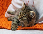 Кошки в Люберцах: Ищут дом два прекрасных которебенка Девочка, 1 руб. - фото 3