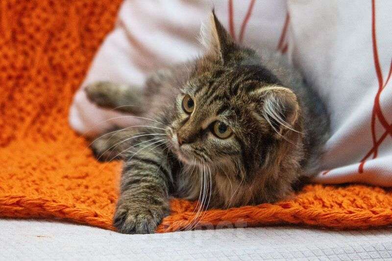 Кошки в Люберцах: Ищут дом два прекрасных которебенка Девочка, 1 руб. - фото 3