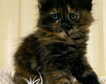 Кошки в Ардоне: Мейн кун котята, 30 000 руб. - фото 8