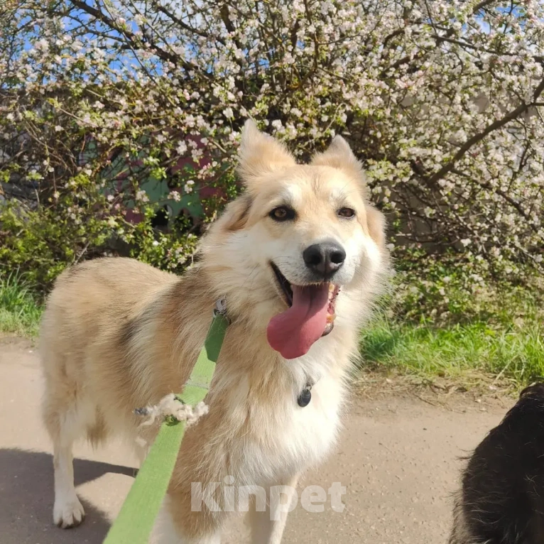 Собаки в Москве: Рик и его беда Мальчик, Бесплатно - фото 4