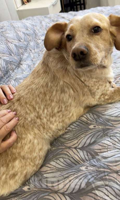 Собаки в Анапе: Взрослая собака в добрые руки Девочка, Бесплатно - фото 8