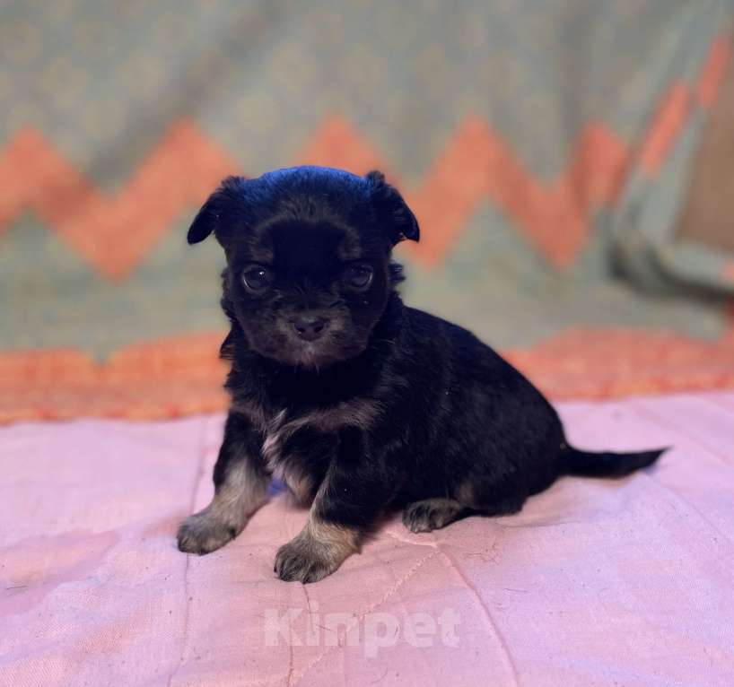 Собаки в Санкт-Петербурге: Очаровательная девочка чихуахуа  Девочка, 35 000 руб. - фото 6