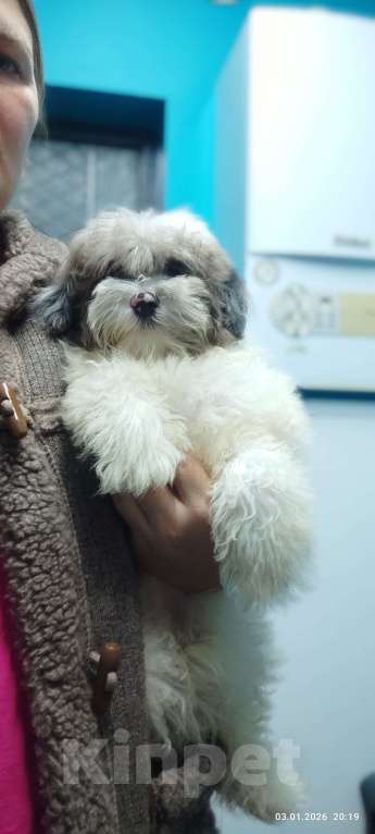 Собаки в Краснодаре: Голубой с белым Мальчик, 30 000 руб. - фото 3