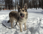 Собаки в Москве: Собака бесплатно в Москве Мальчик, Бесплатно - фото 3
