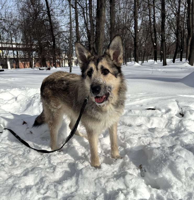 Собаки в Москве: Собака бесплатно в Москве Мальчик, Бесплатно - фото 3