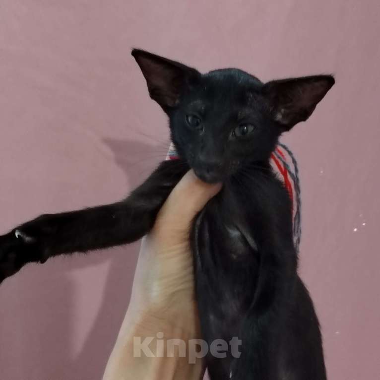 Кошки в других городах Воронежской области: Продажа ориентальных котят из Питомника. Разнополые, 25 000 руб. - фото 2