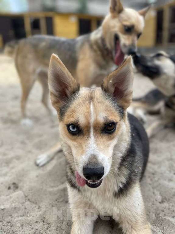 Собаки в Москве: Сия 1 год метис хаски с глазами из разных миров, и с характером друга Девочка, Бесплатно - фото 8