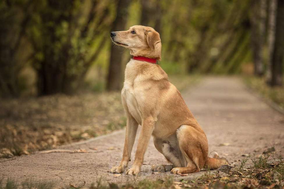 Собаки в Москве: Бейли Мальчик, Бесплатно - фото 3